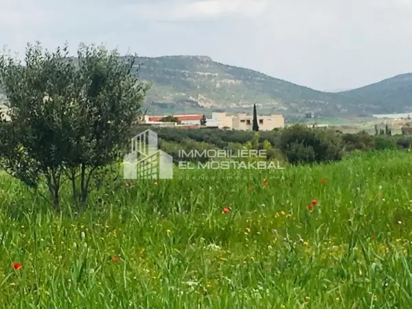 12 hectares olivier a vendre a Grombalia