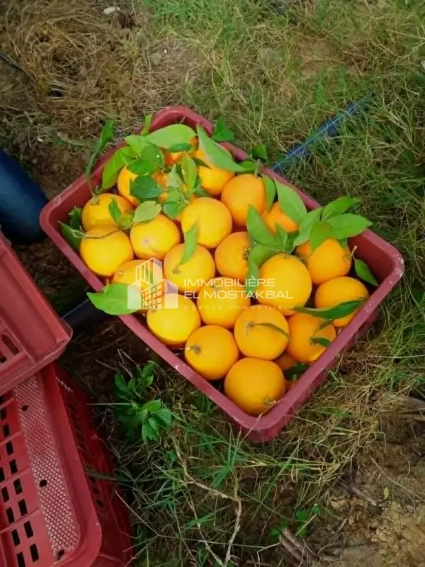A vendre 5h agrumes a Nabeul bayoub
