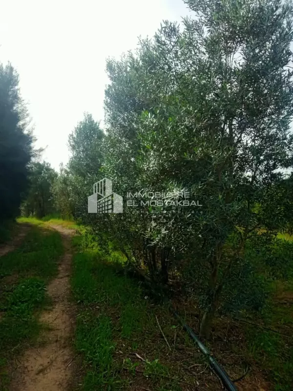 A vendre 5h agrumes a Nabeul bayoub