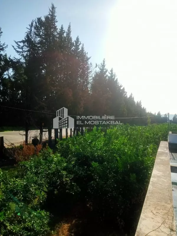 A vendre 9h agrumes sur la route