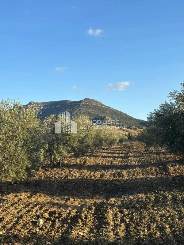 A vendre 5 hectares olivier Grombalia (ain tbournok)