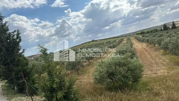A vendre 1.5 hectare terrain agricole