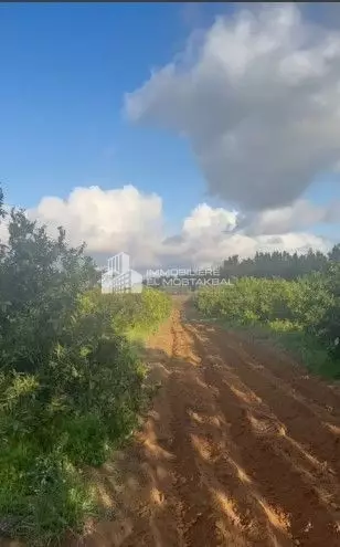 a vendre terrain agricole 2.25 hectare planté des oranges