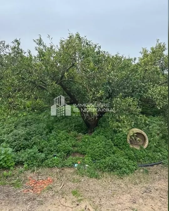 2.7 hectares